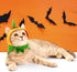Halloween Cat Dog Costume Set Funny Party Outfit 